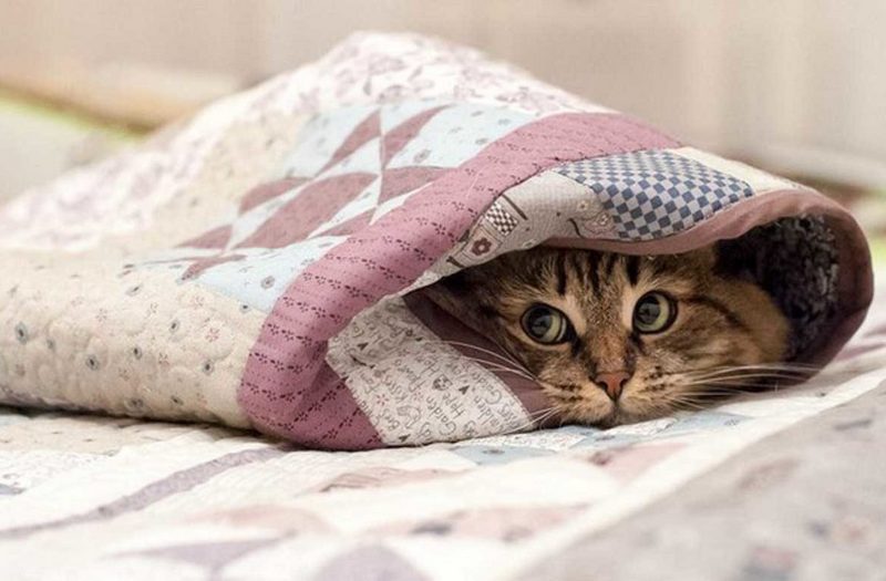 марсик в раке