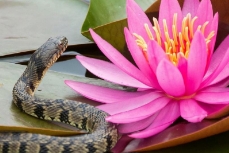 snake